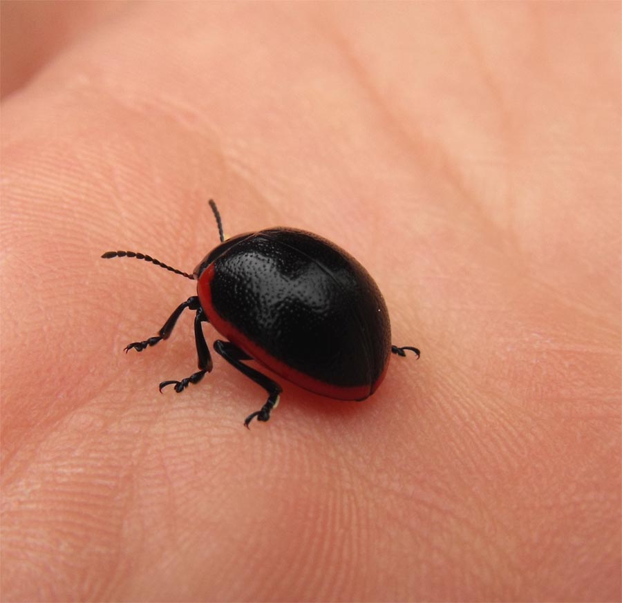 Altro Chrysomelidae da ID